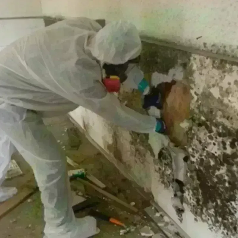 Mold Remediation and Removal in Saint Marys, PA